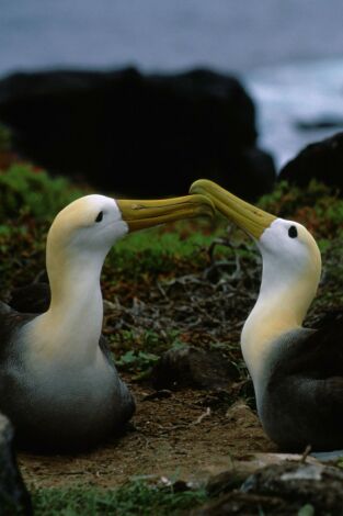 Los secretos naturales del ecuador. Los secretos naturales...: Galápagos