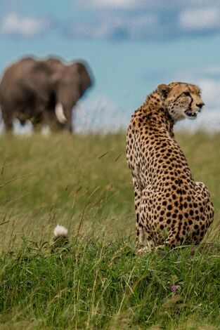 El linaje de los depredadores. El linaje de los...: El cuento del leopardo