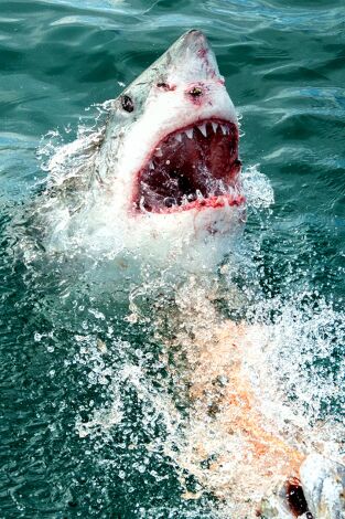 Tiburones de camuflaje