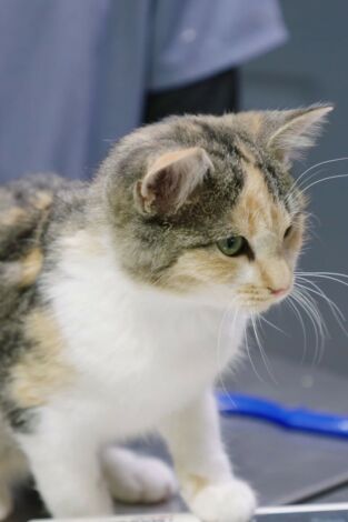 Veterinarios de Nebraska: Patitas y garritas