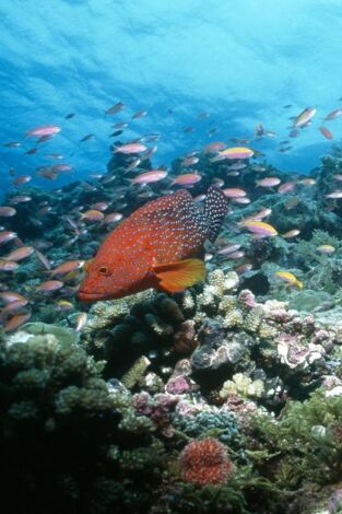 Paraísos terrenales. Paraísos terrenales: Manu: la selva escondida de Perú