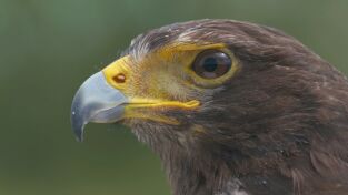 Ataque y defensa. Ataque y defensa: A vista de pájaro