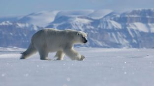 Islas: laboratorios de la naturaleza. Islas: laboratorios de...: Isla de Baffin