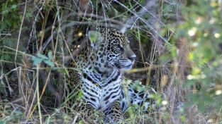 Nacido para ser salvaje. Nacido para ser salvaje: Thiago/ el pequeño coatí