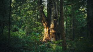 El mundo invisible de los bosques. El mundo invisible de...: El baobab (Madagascar)