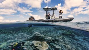 Australia: La Gran Barrera de Coral en peligro. Australia: La Gran...: Las tortugas de la Isla Raine