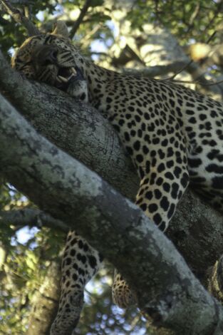 Animales: encuentros épicos. Animales: encuentros...: Grandes y pequeños depredadores