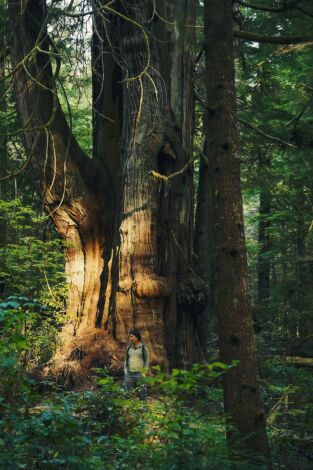 El mundo invisible de los bosques. El mundo invisible de...: El cedro rojo (Canadá)