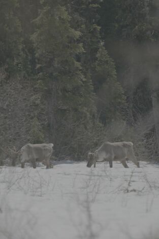 Las Montañas Rocosas: de Yellowstone a Yukón. Las Montañas Rocosas:...: Bisontes