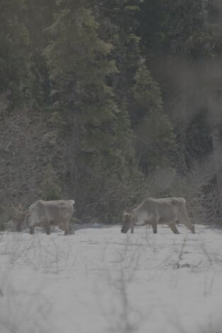 Las Montañas Rocosas: de Yellowstone a Yukón. Las Montañas Rocosas:...: Osos grizzlies