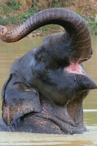 Los Misterios del Mekong. Los Misterios del...: Tailandia: La Cuenca del Río