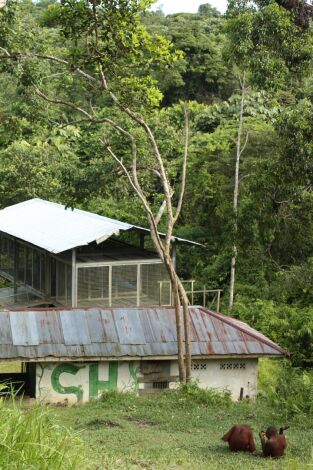 Escuela de orangutanes. Escuela de orangutanes: La calvicie es hermosa