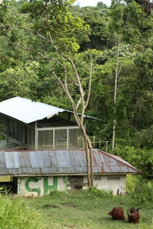 Escuela de orangutanes. Escuela de orangutanes: Dilla y Delilah