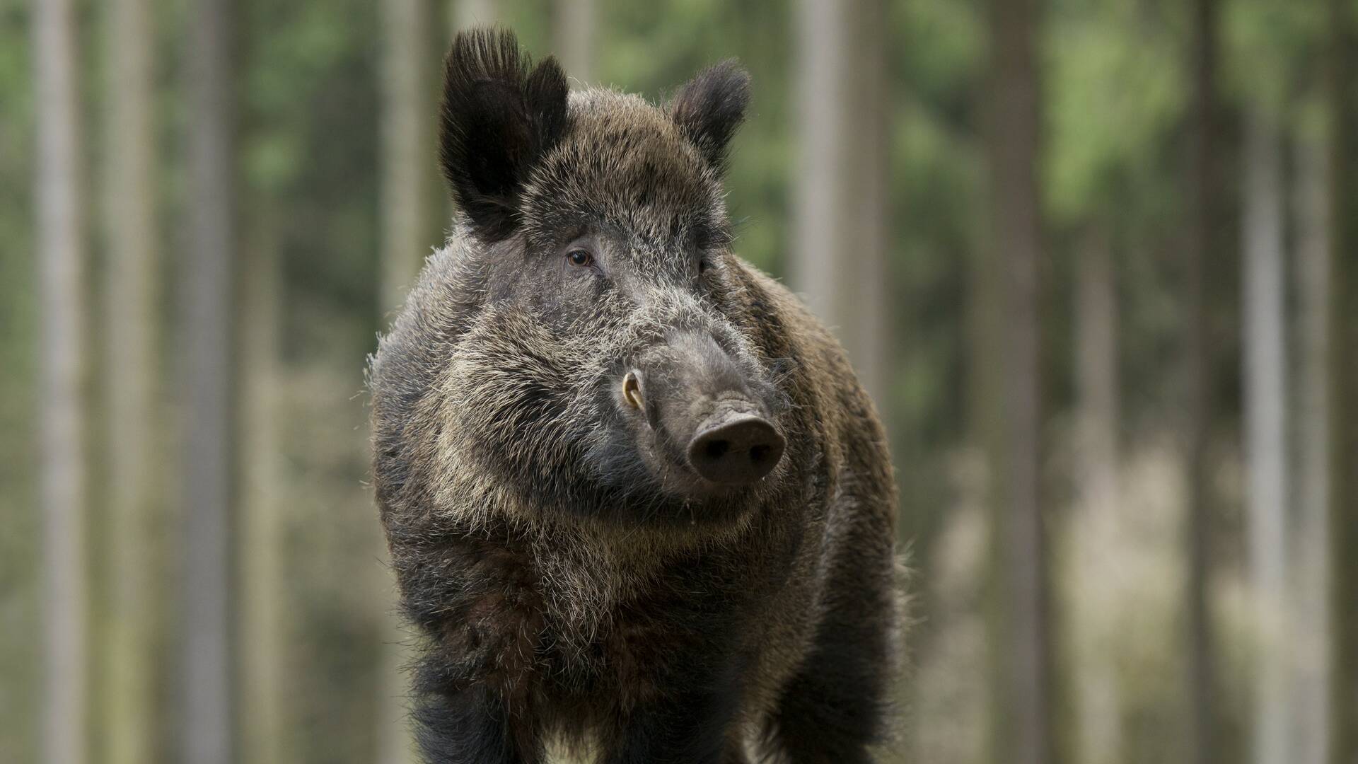Batidas jabalineras por daños en el Ampurdán
