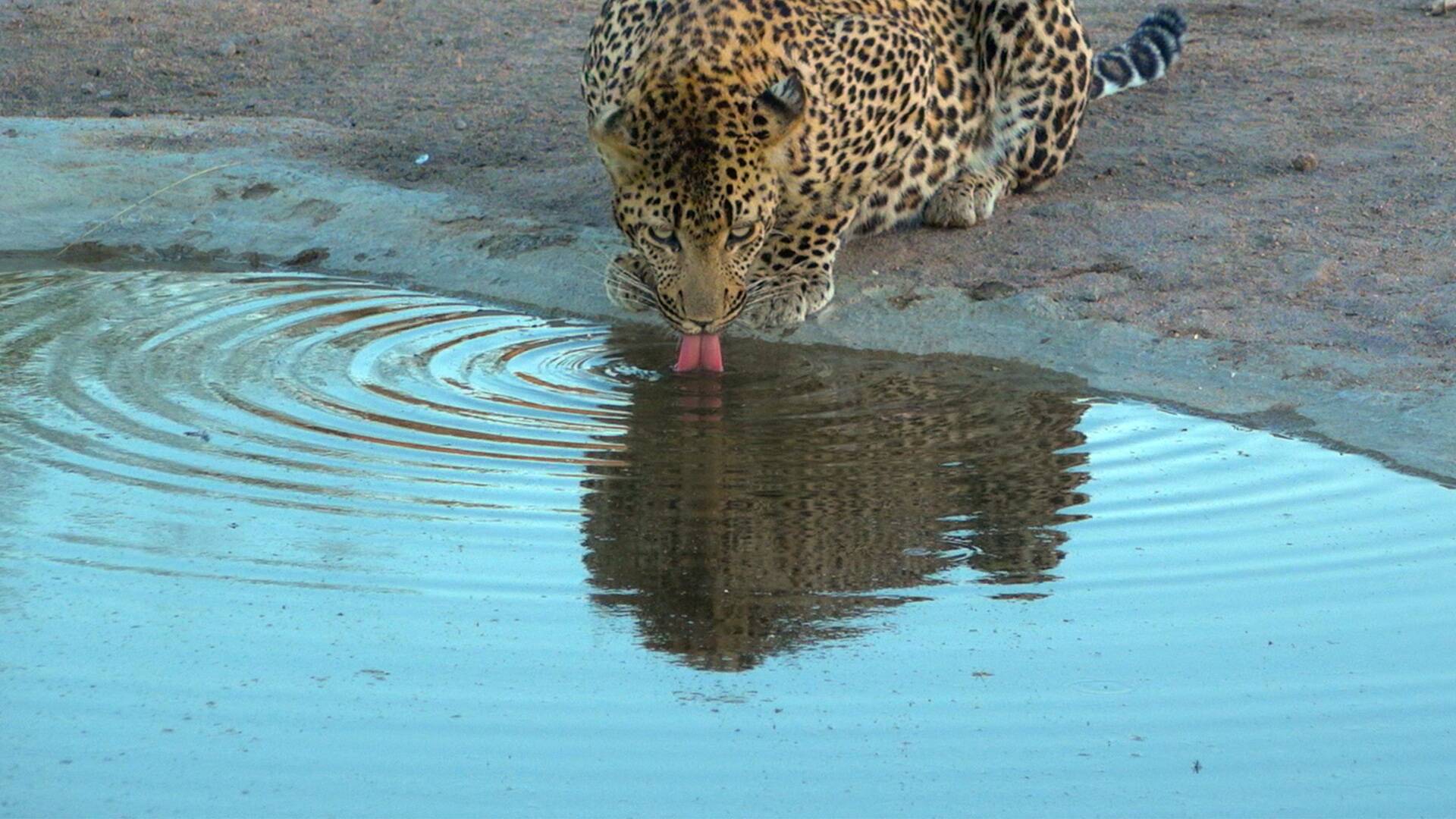 El reino del leopardo