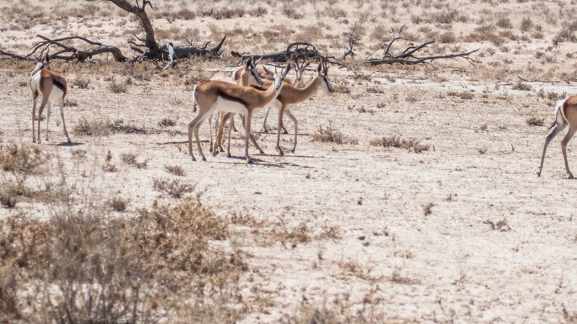 El reino letal de África: Kalahari