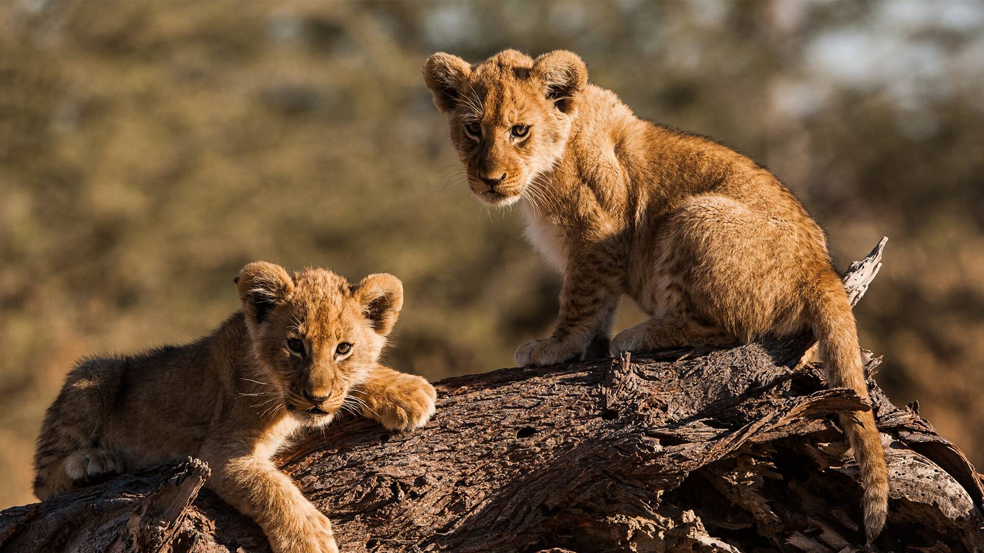 Los leones trepadores