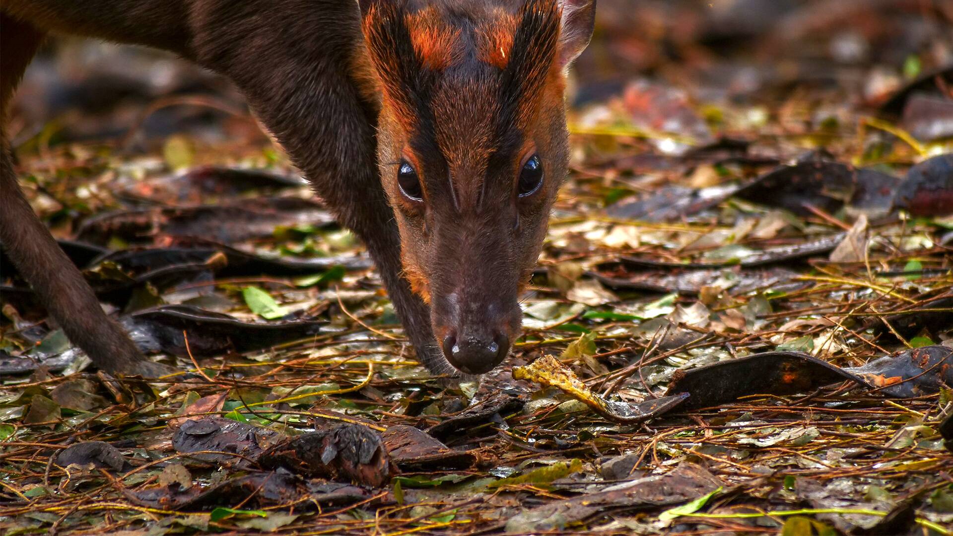 Wild Taiwán: la isla de la selva