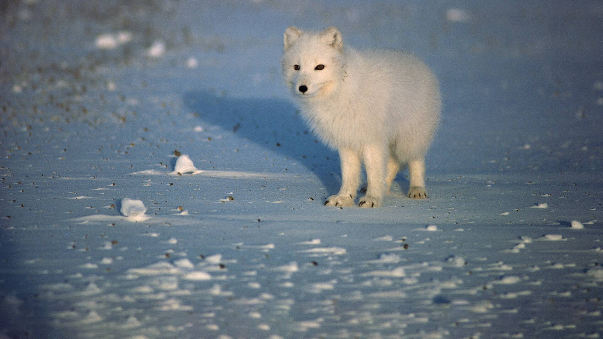 Wild Ártico: Islas de hielo y fuego