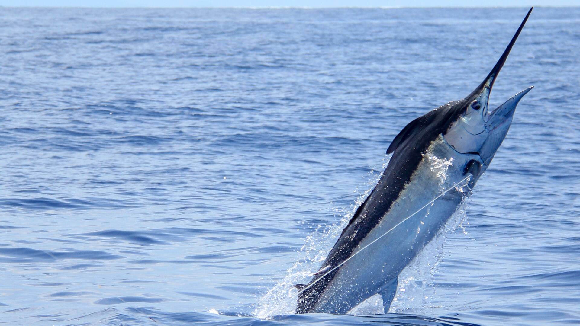 De viaje: Jigging y trolling en Sao Nicolau