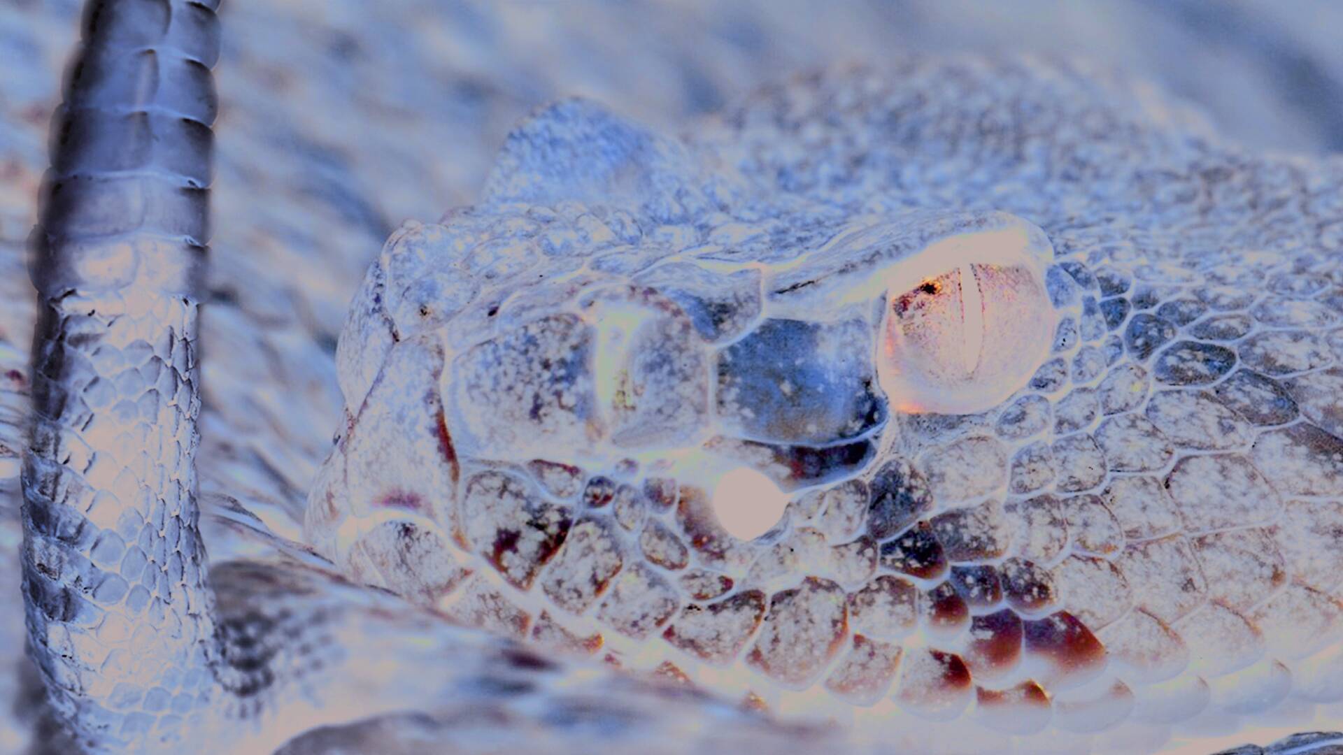 Serpientes monstruosas