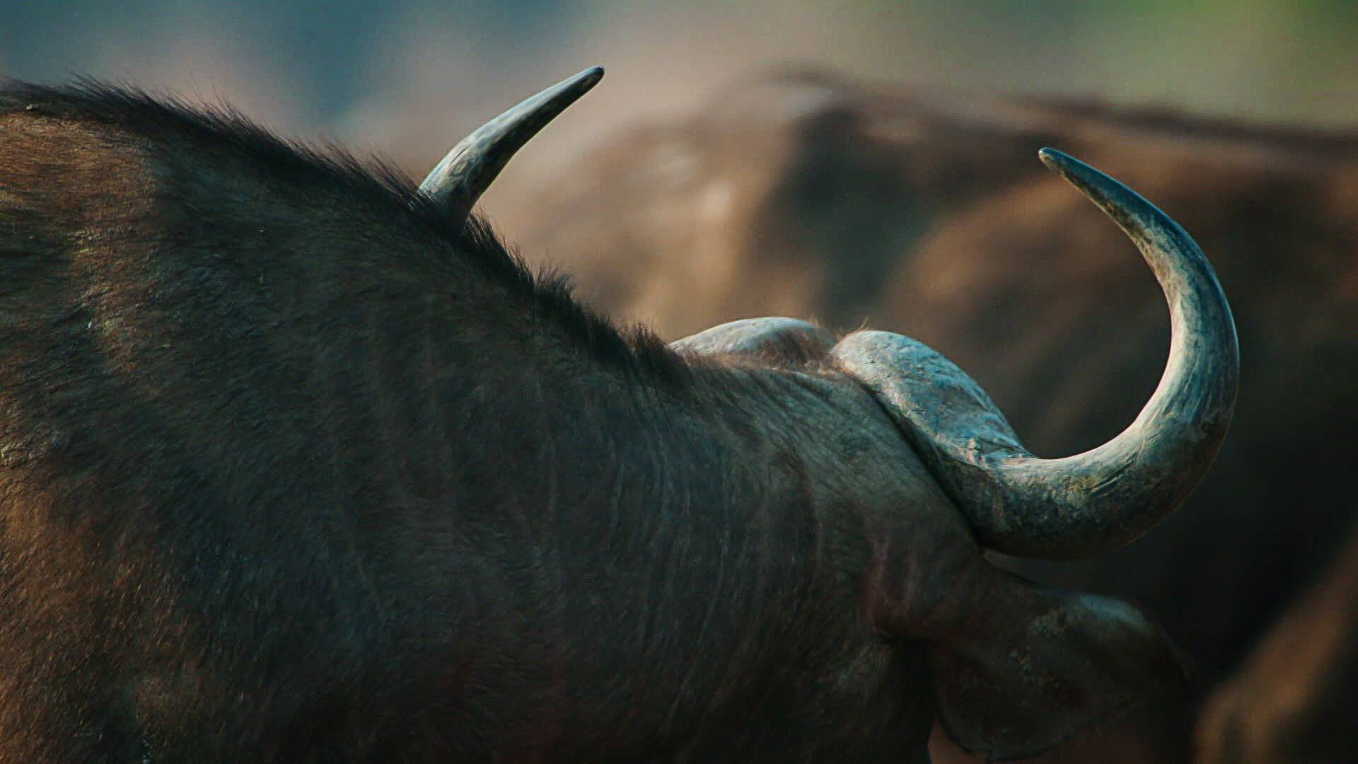 Cazadores de África