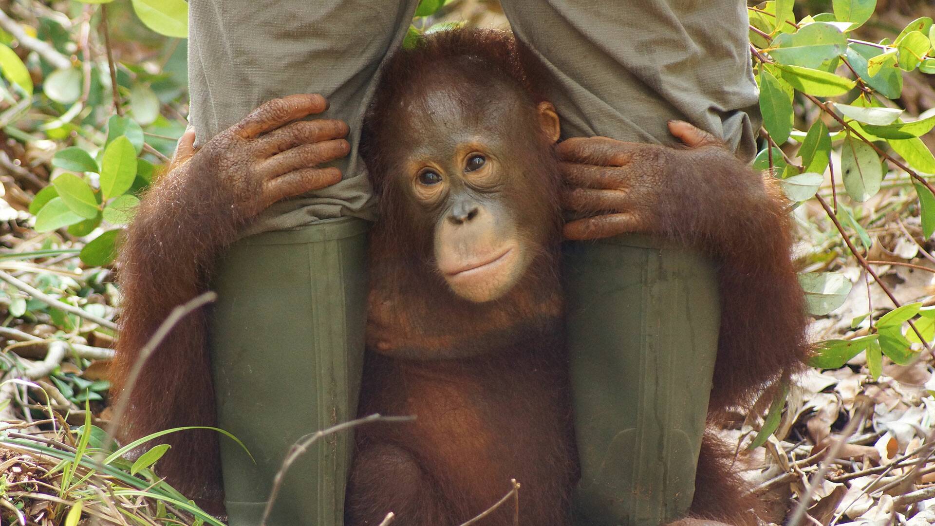 Escuela de orangutanes: La calvicie es hermosa