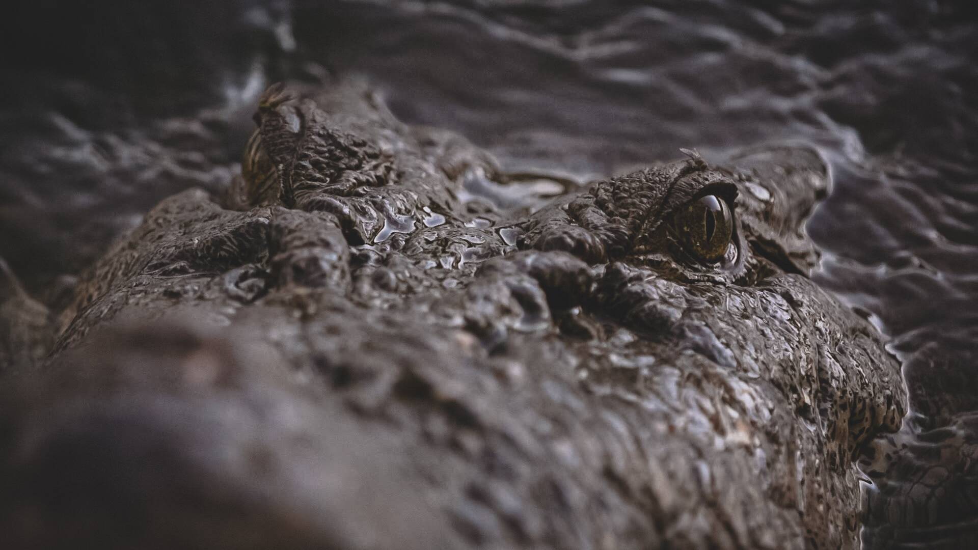 Un vaquero australiano: Cocodrilos fuera del agua