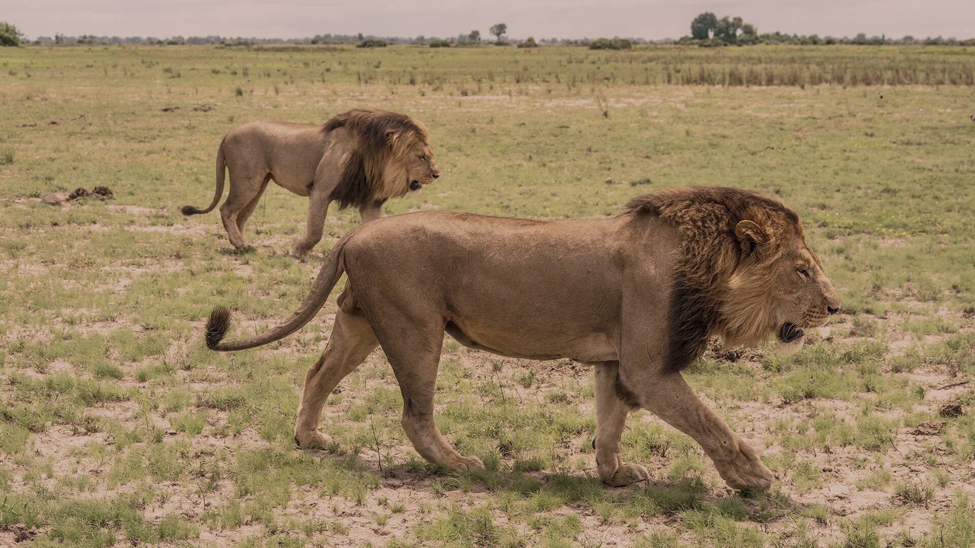 Los más letales: leones