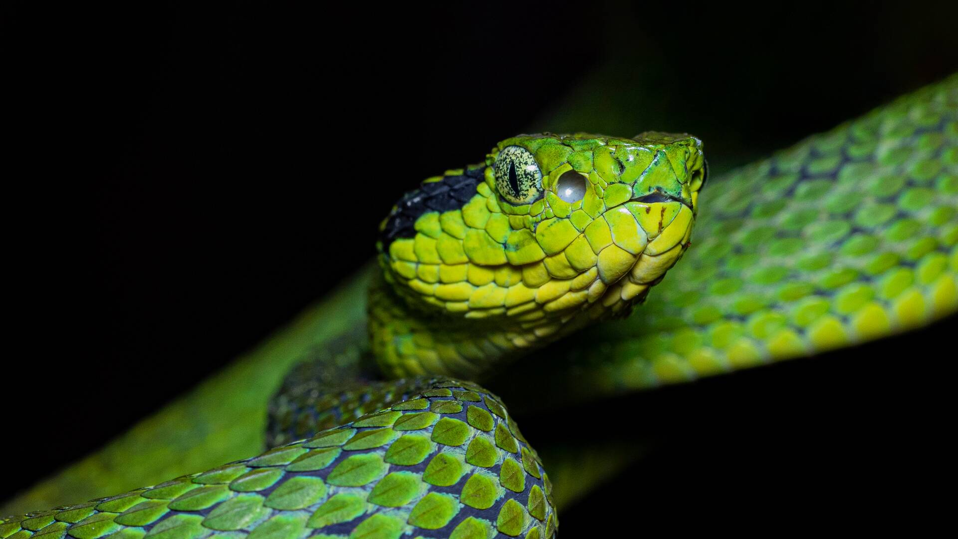 Wild Centroamérica: Guatemala