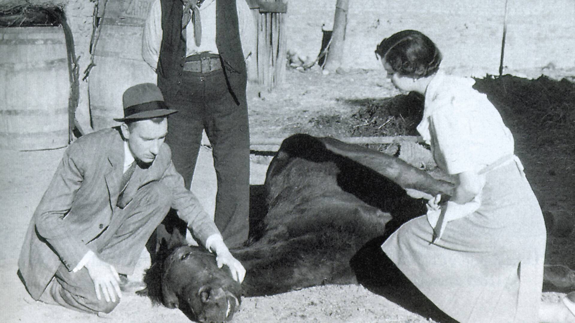 El último caballo