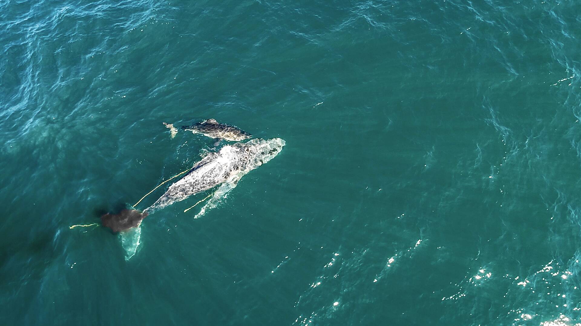 Tiburón contra ballena