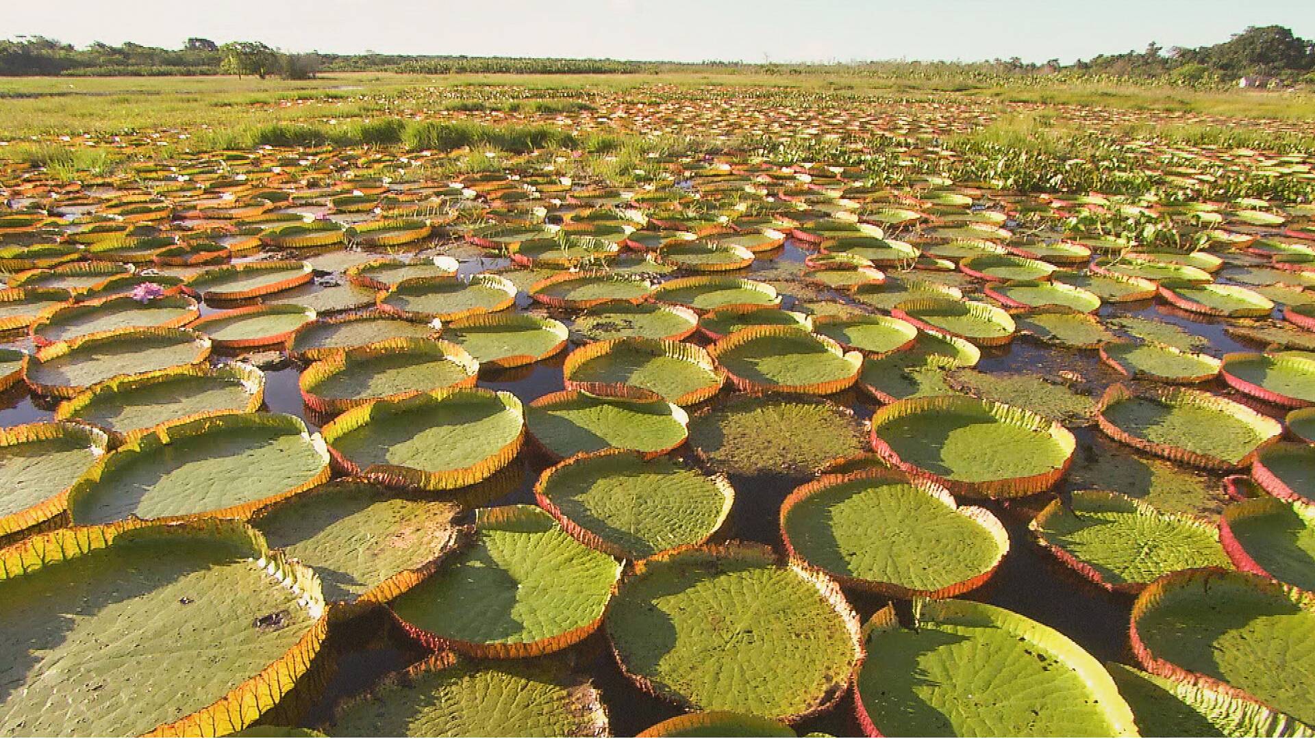 Los secretos naturales...: El Amazonas