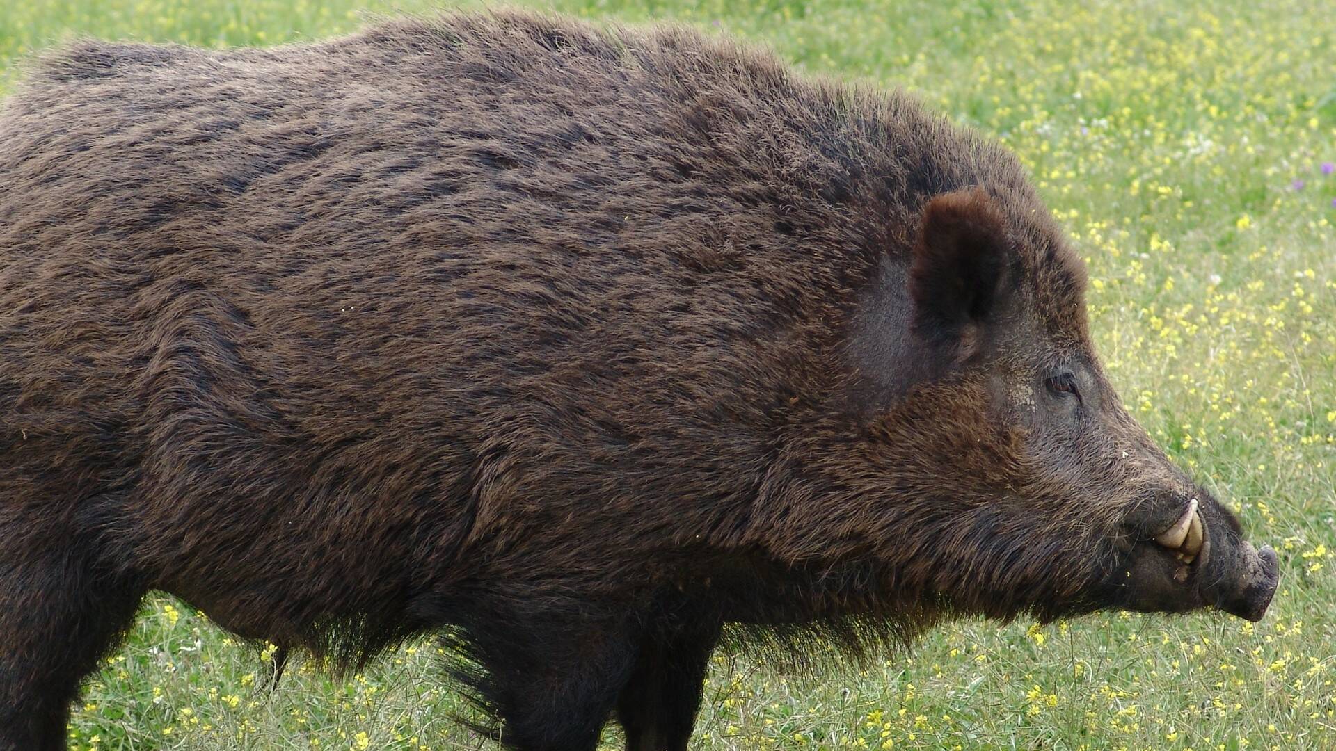 Monteando jabalíes en la raya Portuguesa 2ª parte