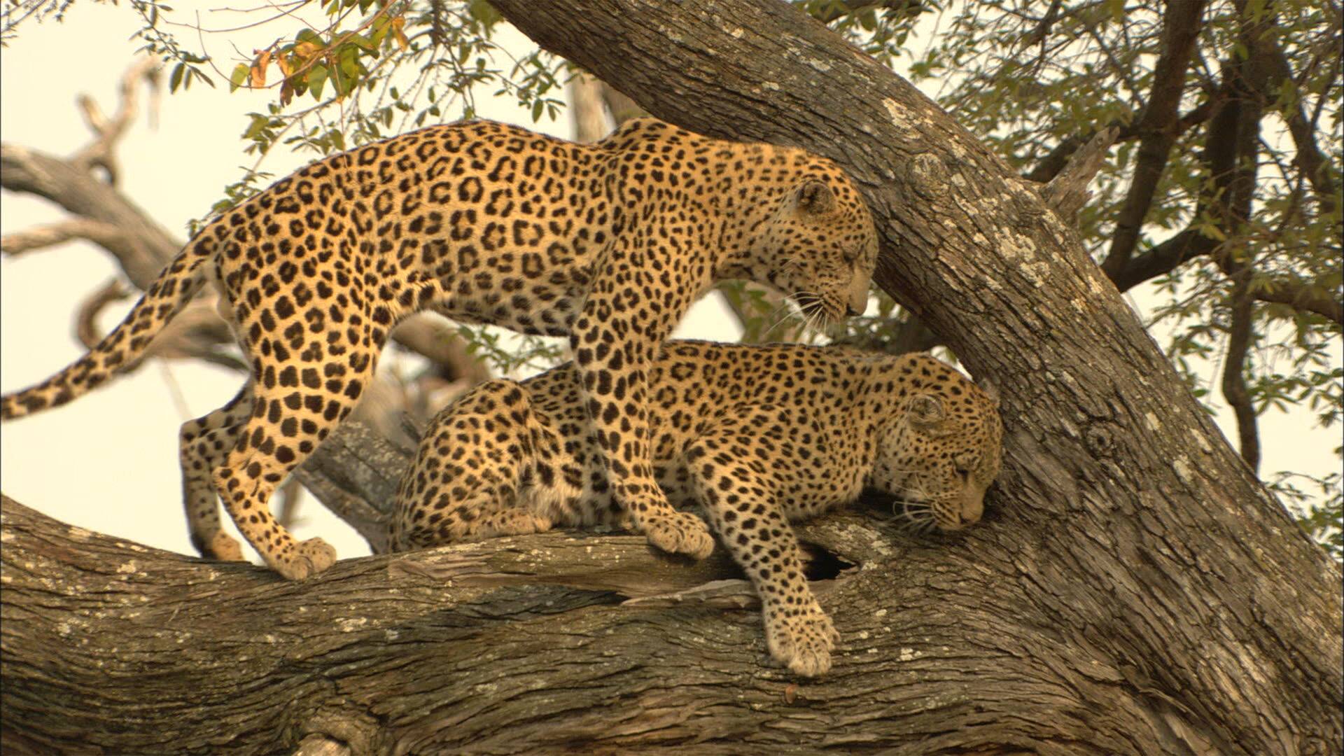 Diario de un leopardo adolescente