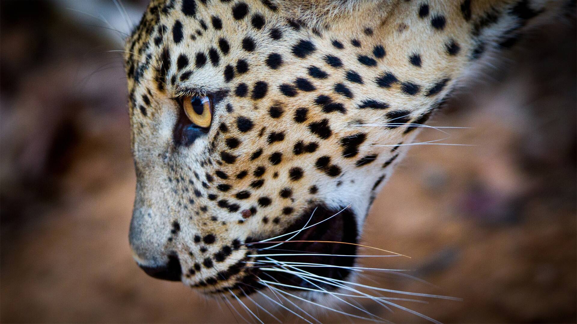 La reina de la velocidad del Serengeti