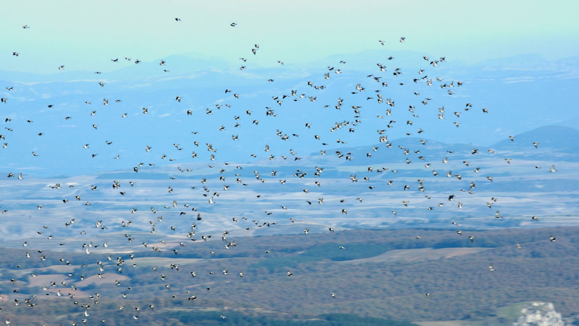 Alarcia, frente Palomero
