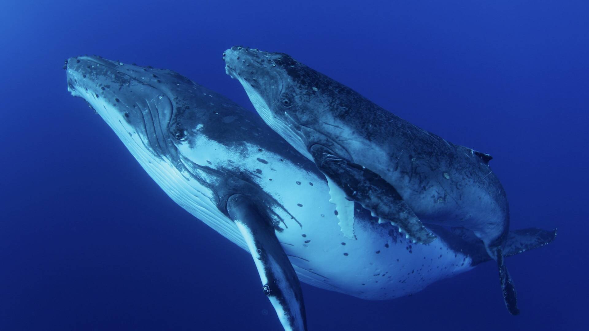 La sabiduría de la ballena