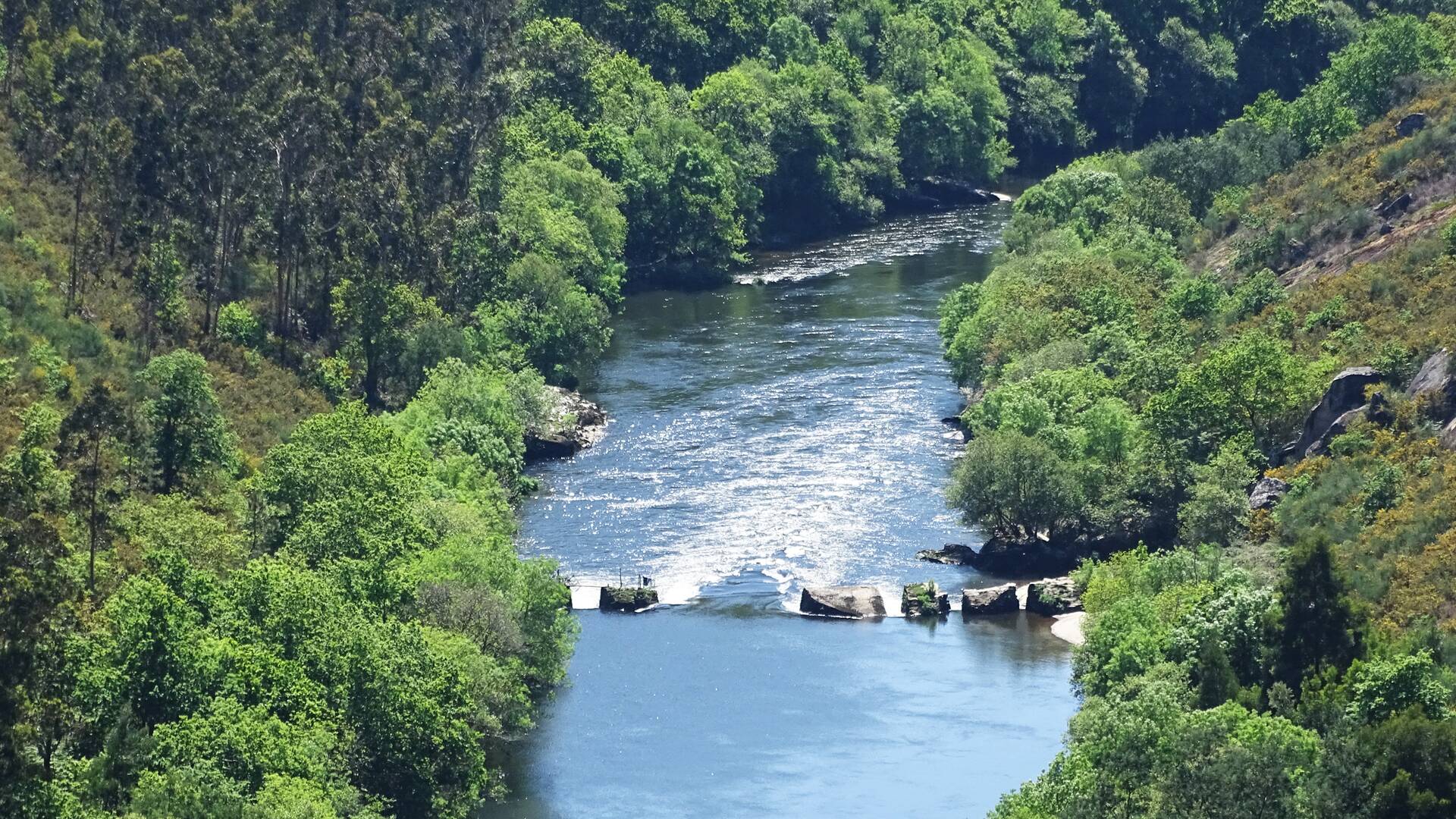 La lamprea: una historia que contar