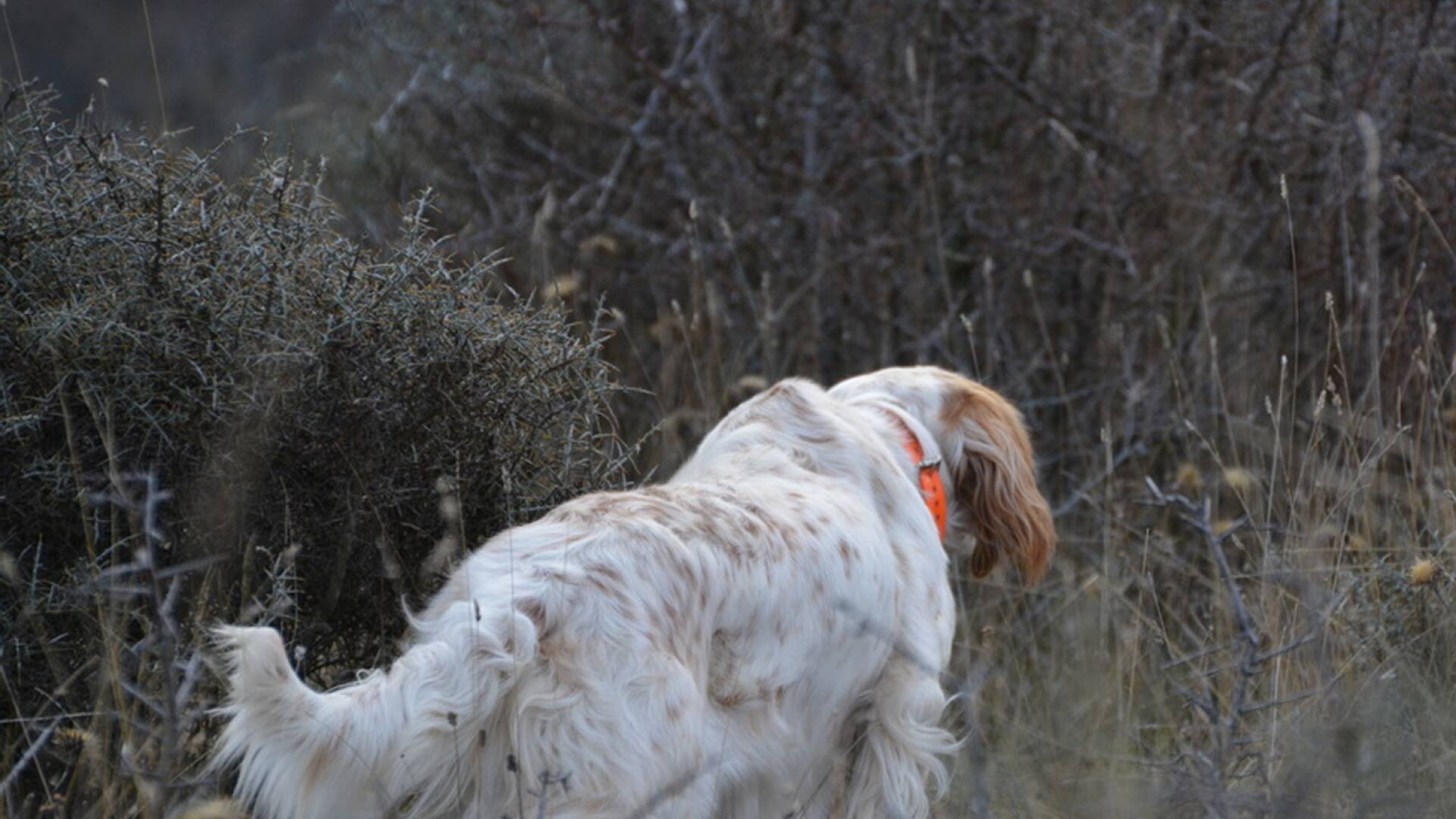 El infatigable Setter