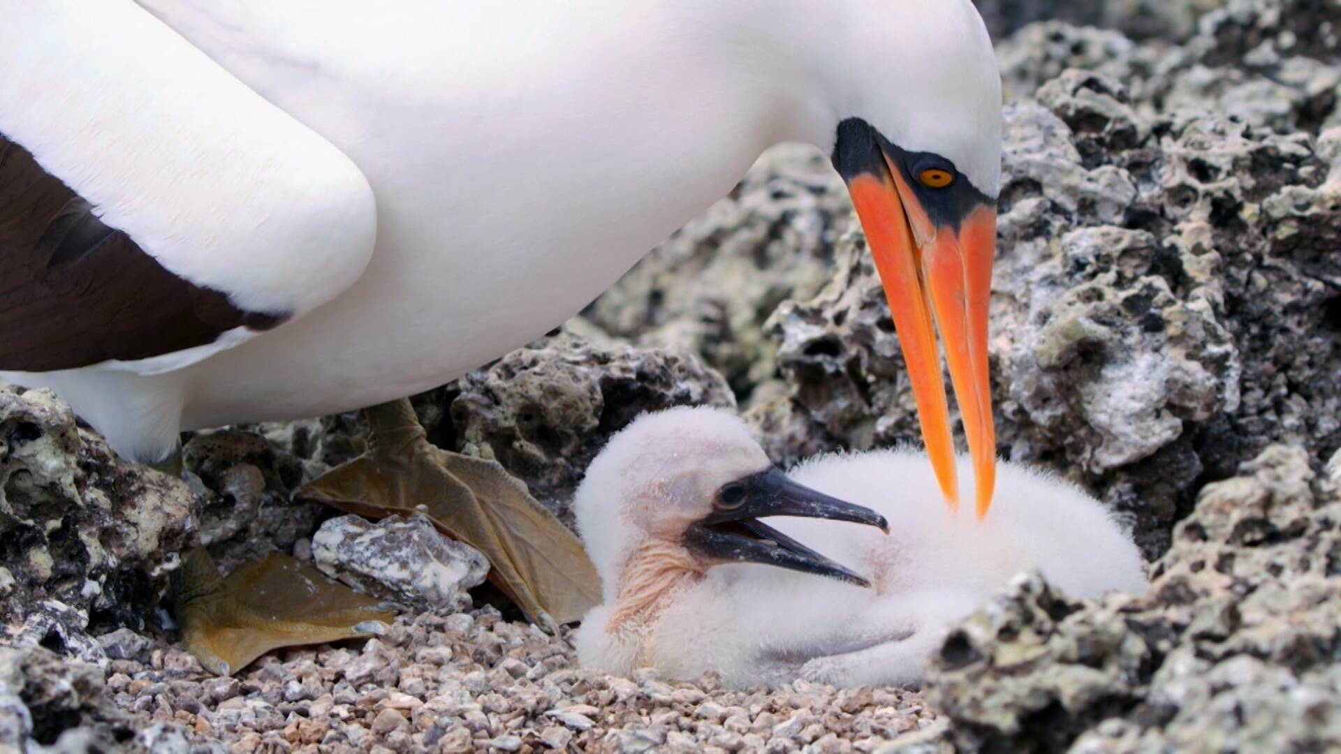Pristine Seas: Protegiendo los mares