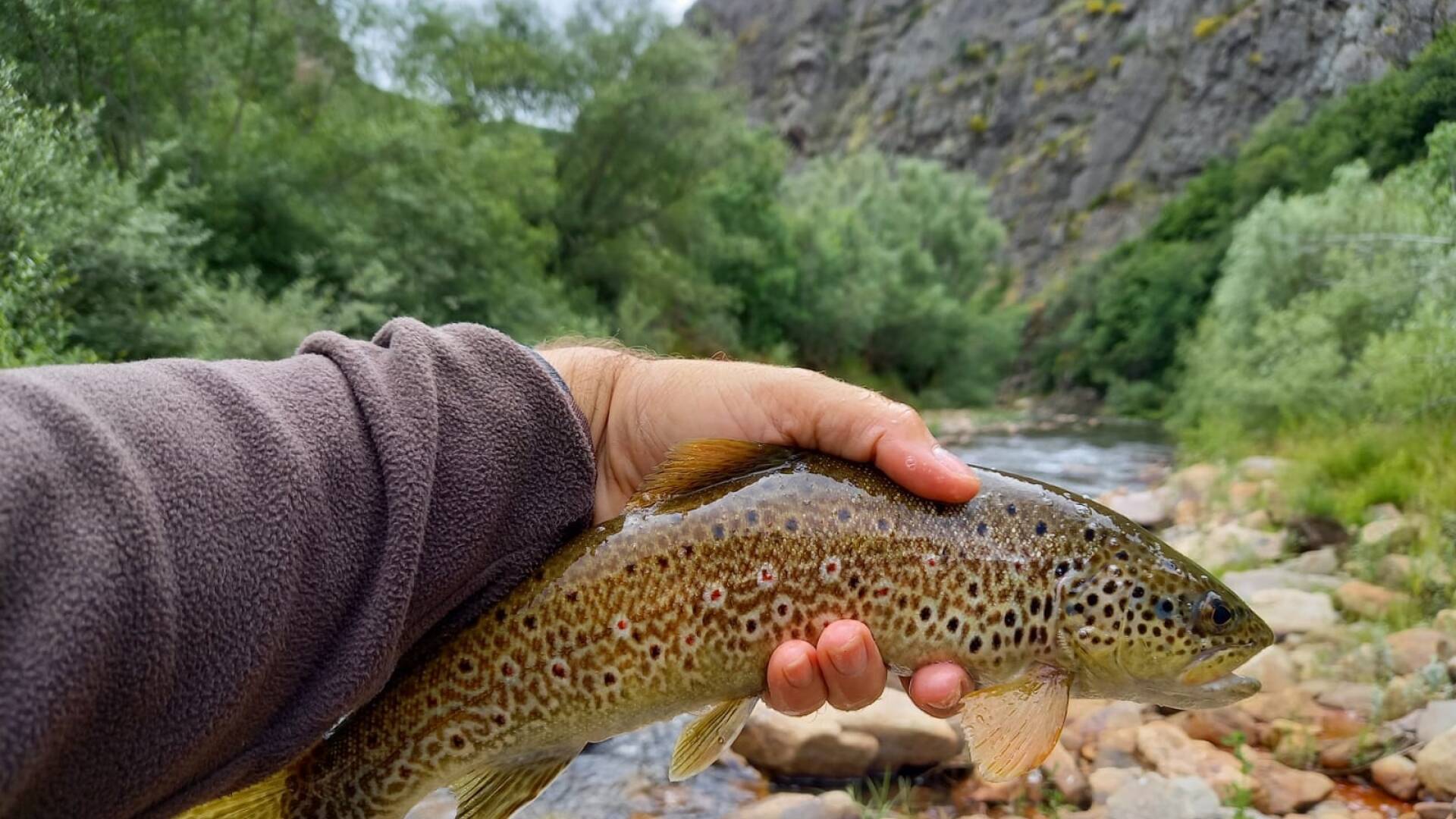 Cifuentes: Truchas a lance