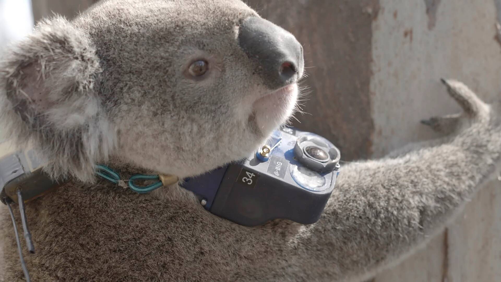 Animales con cámaras: Australia