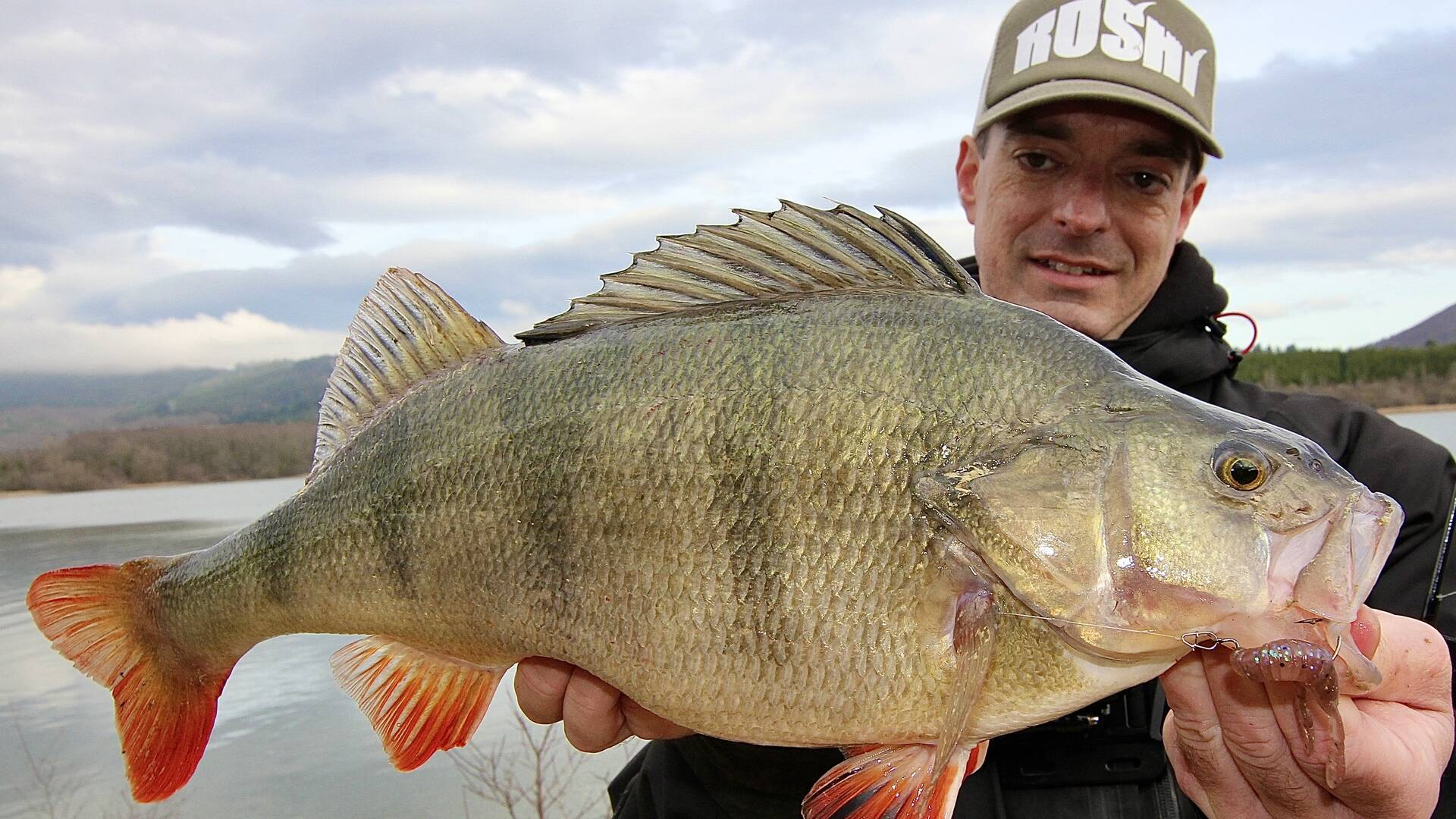 El coleccionista: Perca