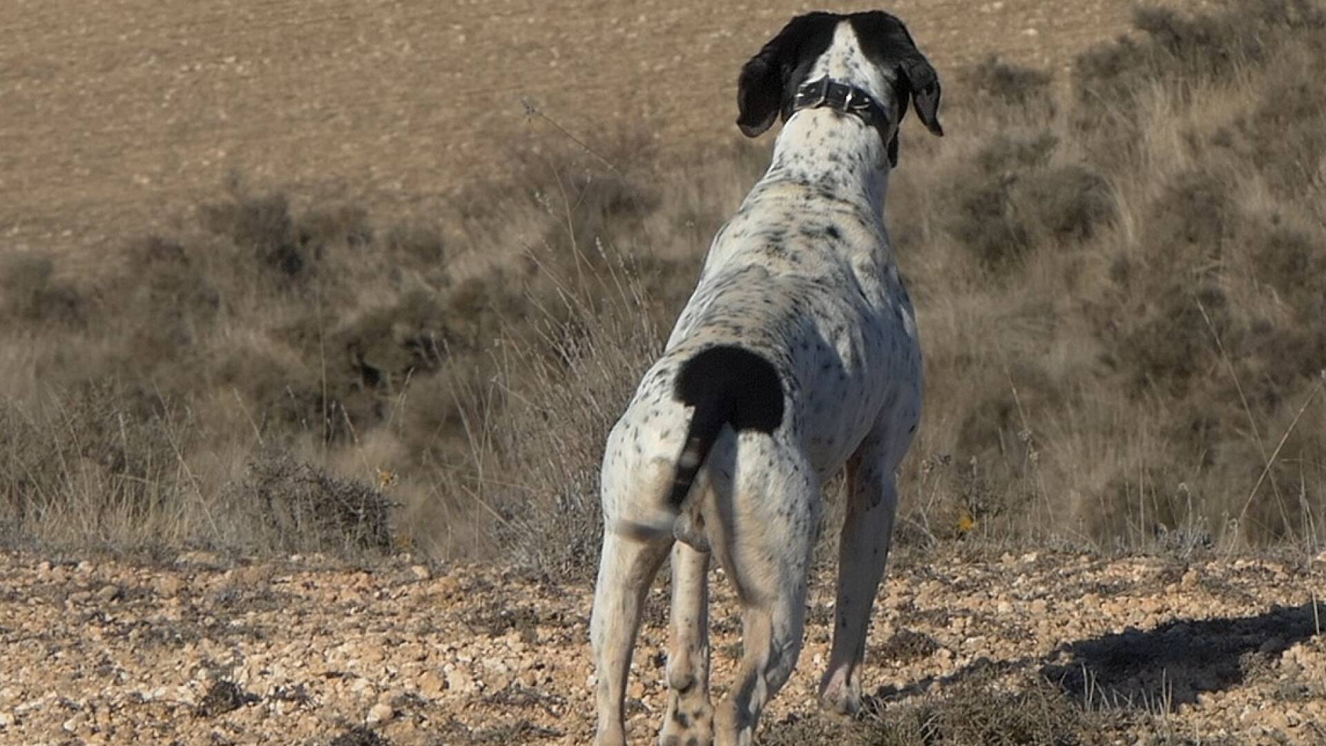 Perdices en la tierra del Cid