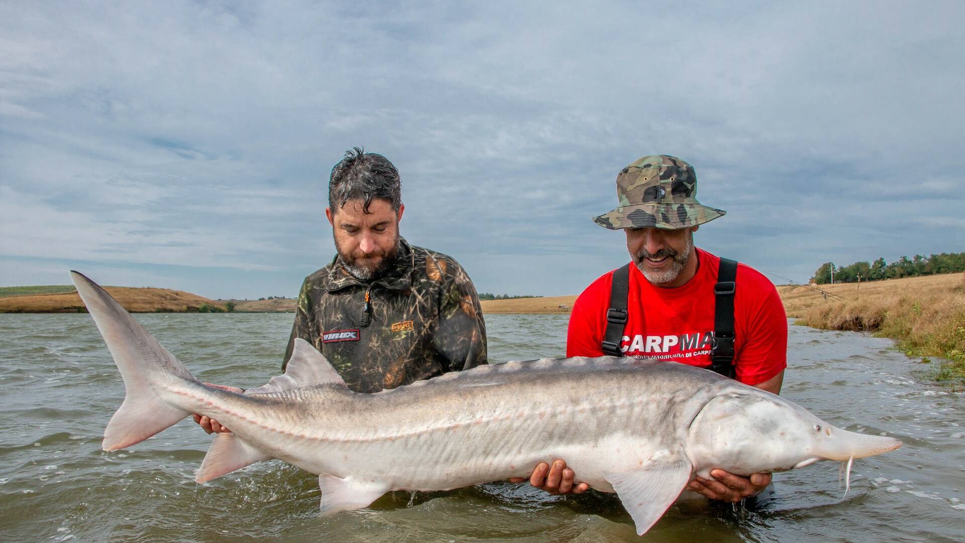 Esturiones en el país de Drácula