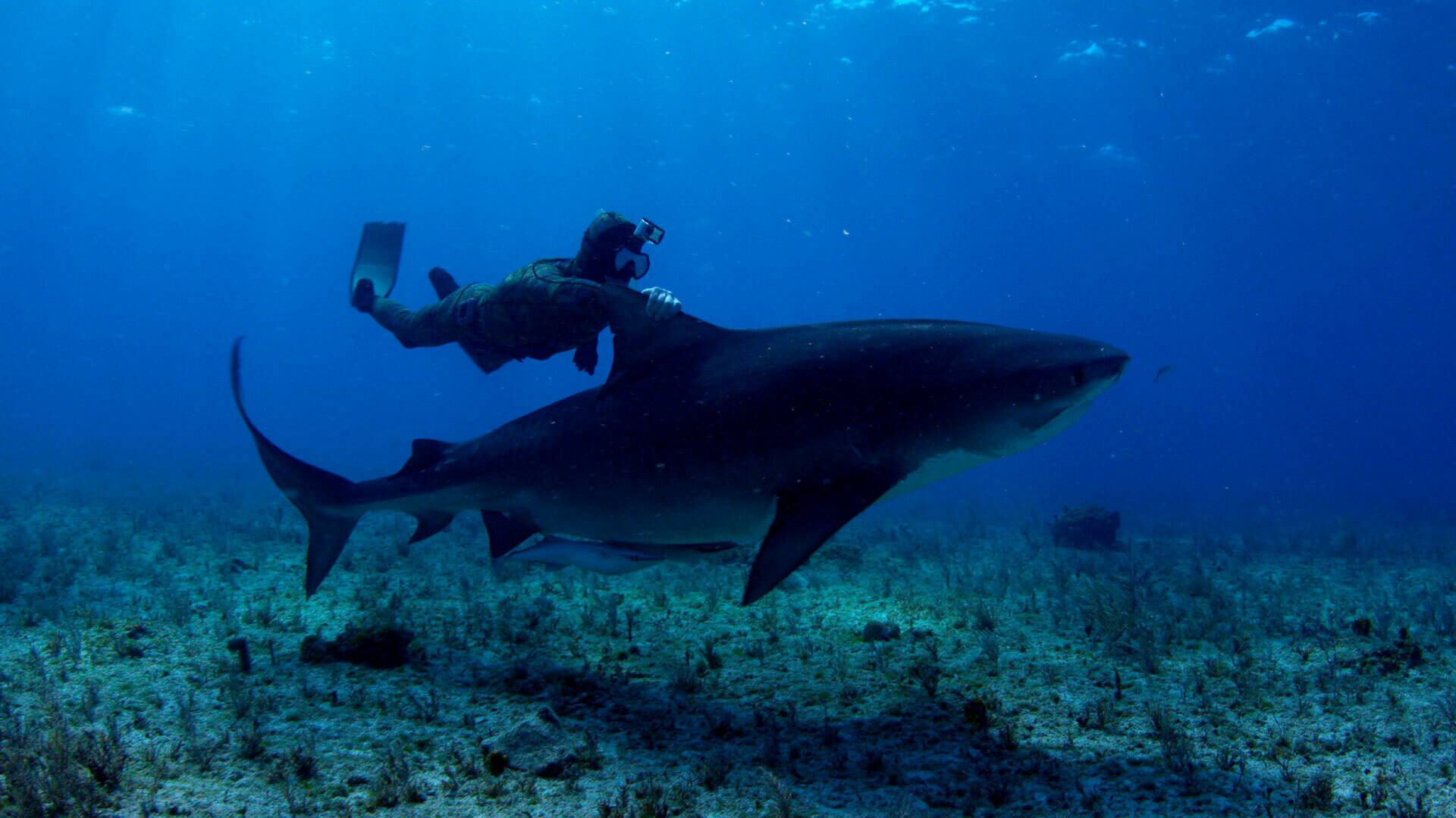 Bucear entre tiburones