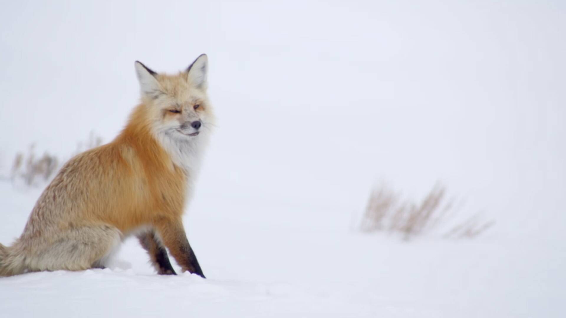 Alaska y más allá: grandes y pequeños