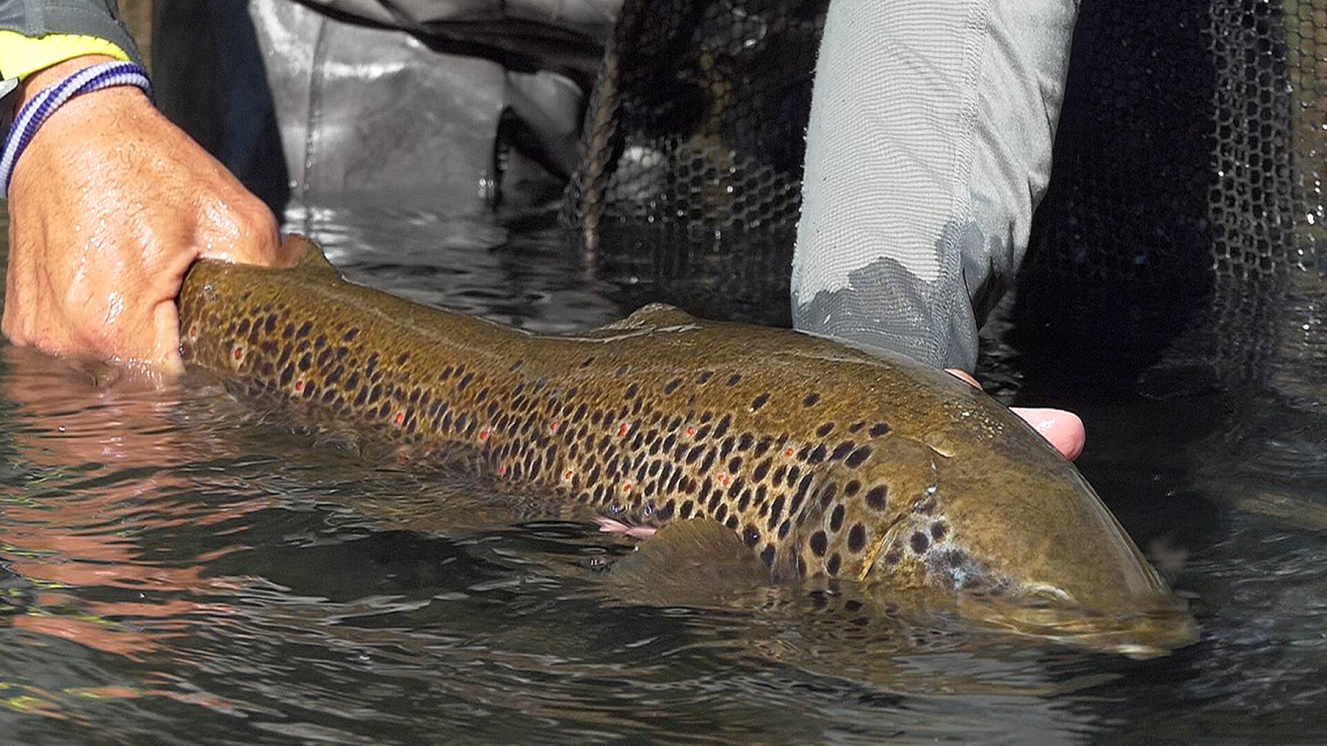 El otro León con Pablo Castro Río Cabrera