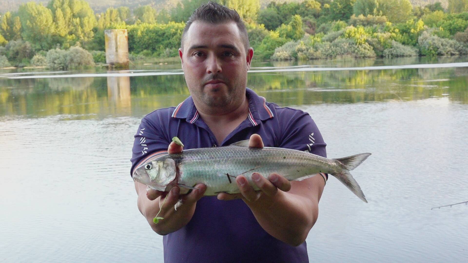 Escenarios de pesca: Alosas en el  Baixo Miño
